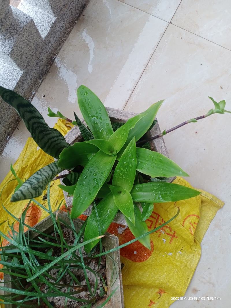 中文名:香锦竹草别名:大叶锦竹草科属:鸭跖草科锦竹草属