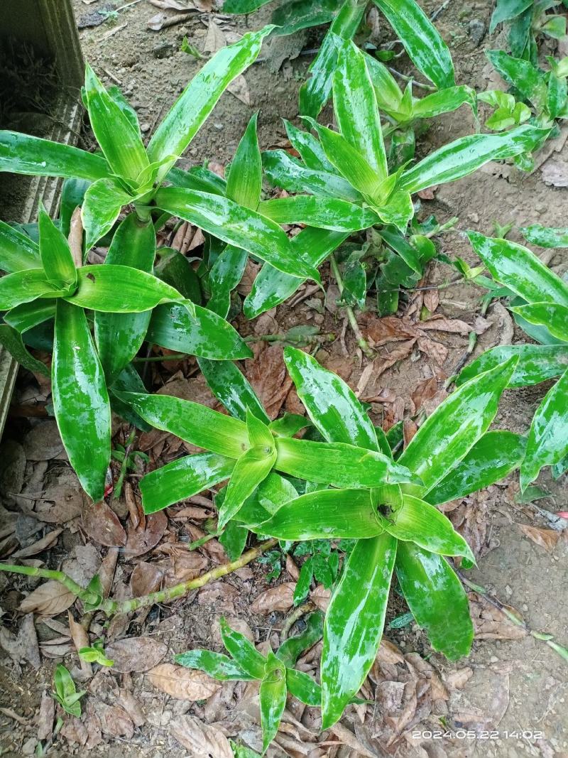 中文名:香锦竹草别名:大叶锦竹草科属:鸭跖草科锦竹草属