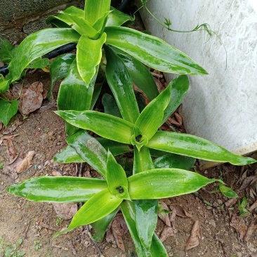 中文名:香锦竹草别名:大叶锦竹草科属:鸭跖草科锦竹草属