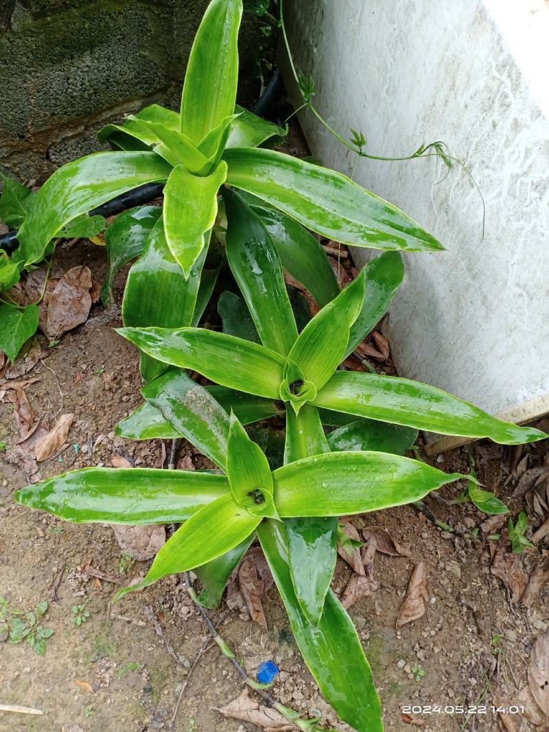 中文名:香锦竹草别名:大叶锦竹草科属:鸭跖草科锦竹草属