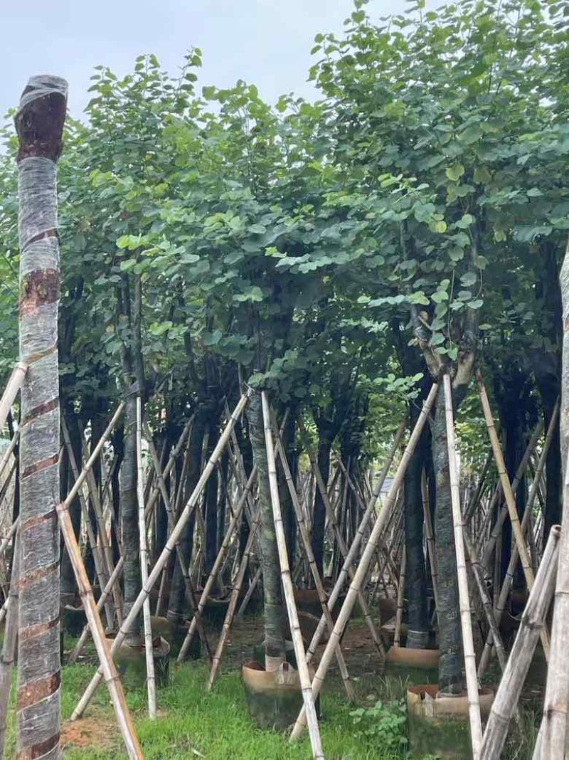 宫粉紫荆8-20分低价出售