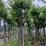 宫粉紫荆8-20分低价出售