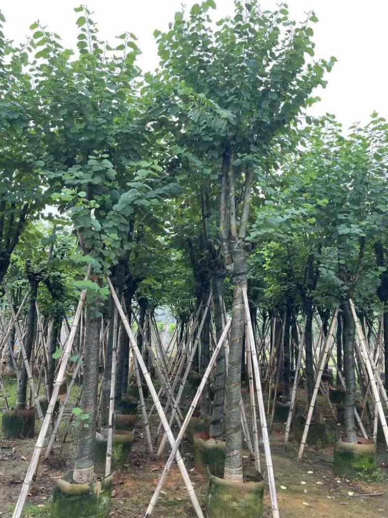 宫粉紫荆8-20分低价出售