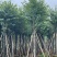 宫粉紫荆8-20分低价出售