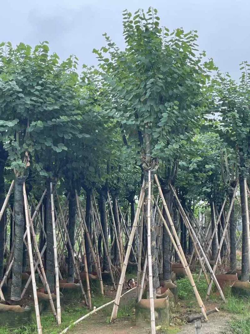 宫粉紫荆8-20分低价出售