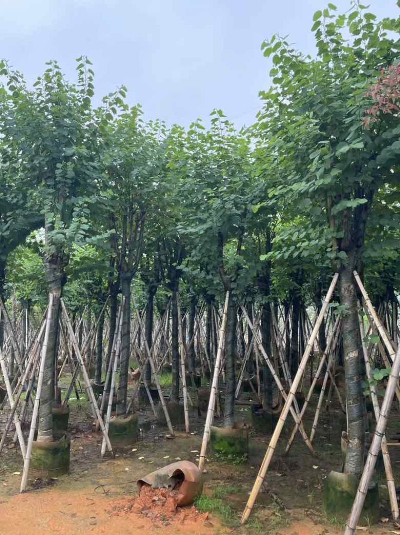 宫粉紫荆8-20分低价出售
