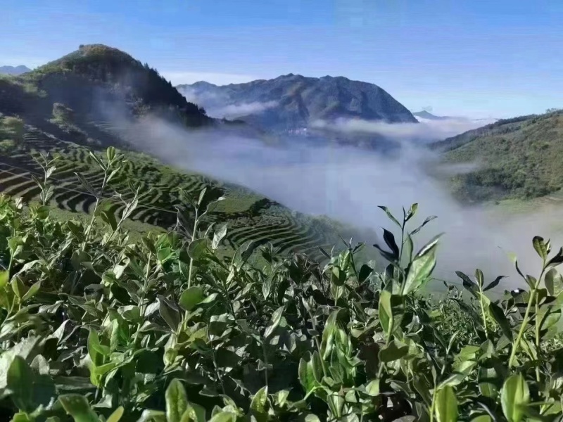 铁观音批发，产地正宗，品质有保证，价格实惠自己有茶山