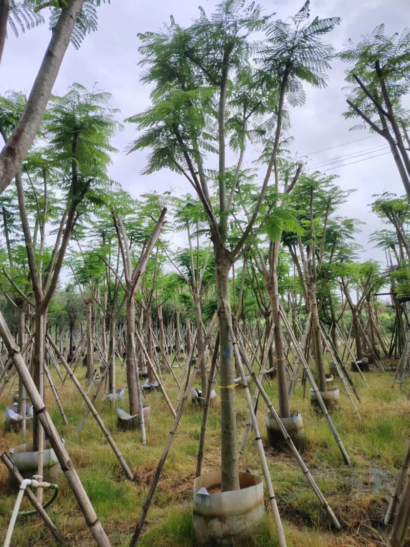 凤凰木骨架10-20公分