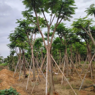凤凰木骨架10-20公分