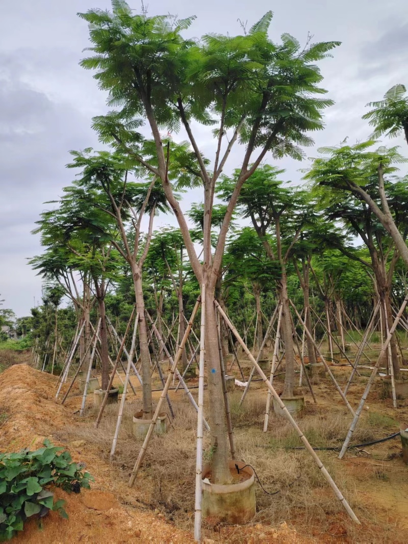 凤凰木骨架10-20公分