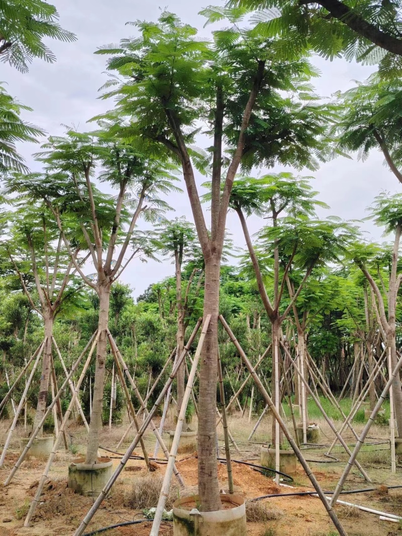 凤凰木骨架10-20公分