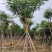 凤凰木骨架10-20公分