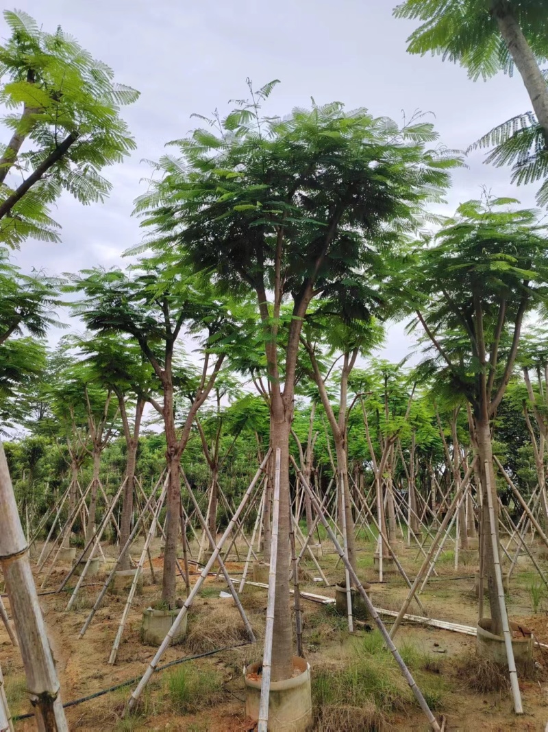 凤凰木骨架10-20公分