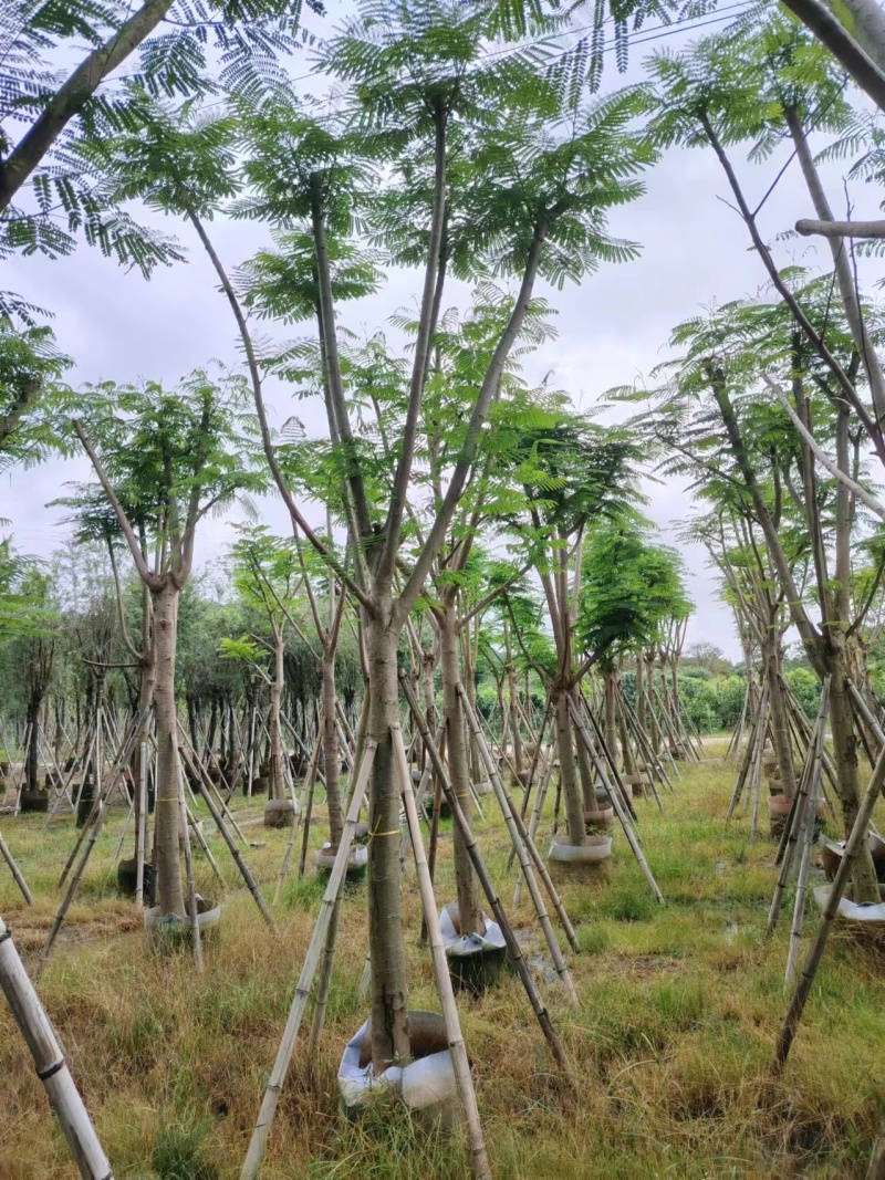 凤凰木骨架10-20公分