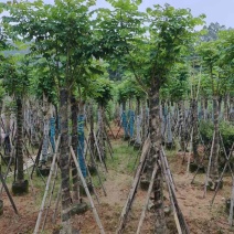 火焰木15～20公分基地直销大小规格齐全欢迎老板来电咨询