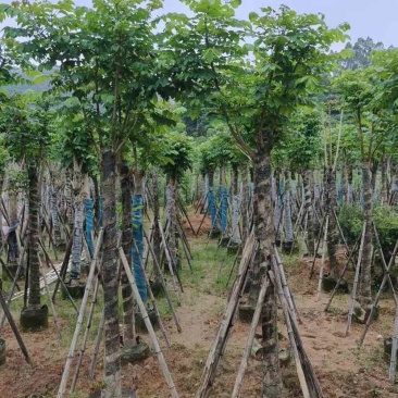 火焰木15～20公分基地直销大小规格齐全欢迎老板来电咨询