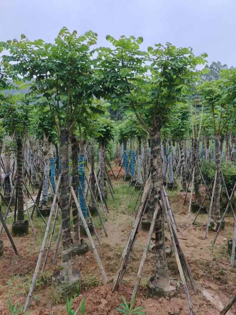 火焰木15～20公分基地直销大小规格齐全欢迎老板来电咨询