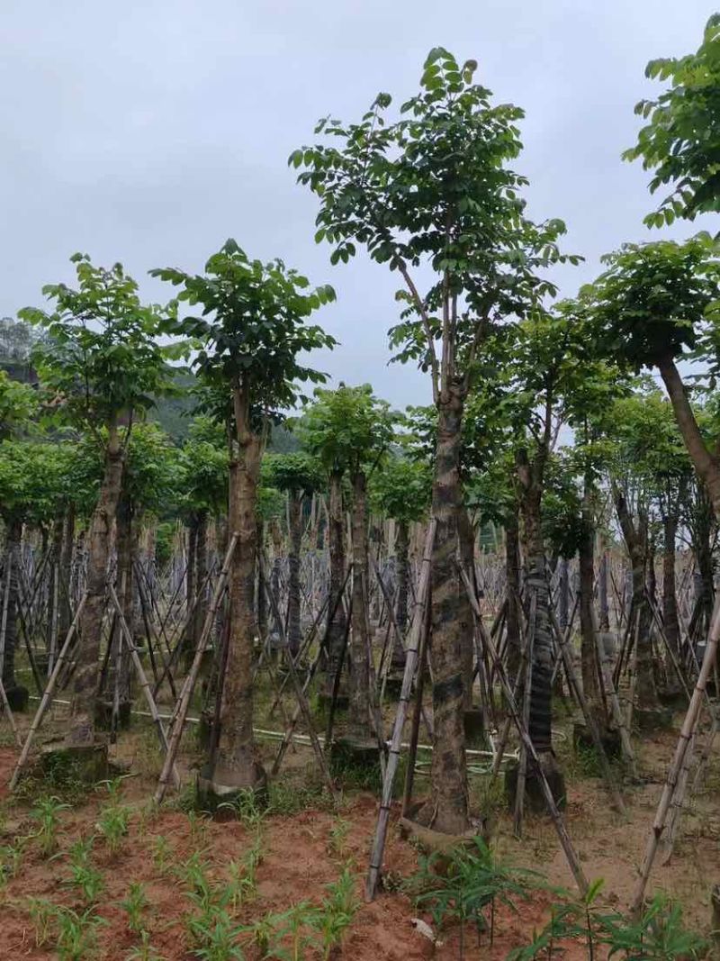 火焰木15～20公分基地直销大小规格齐全欢迎老板来电咨询
