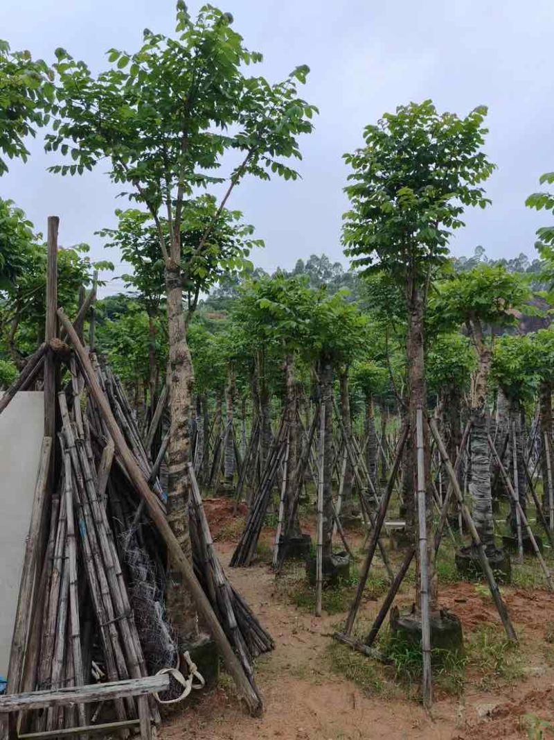 火焰木15～20公分基地直销大小规格齐全欢迎老板来电咨询