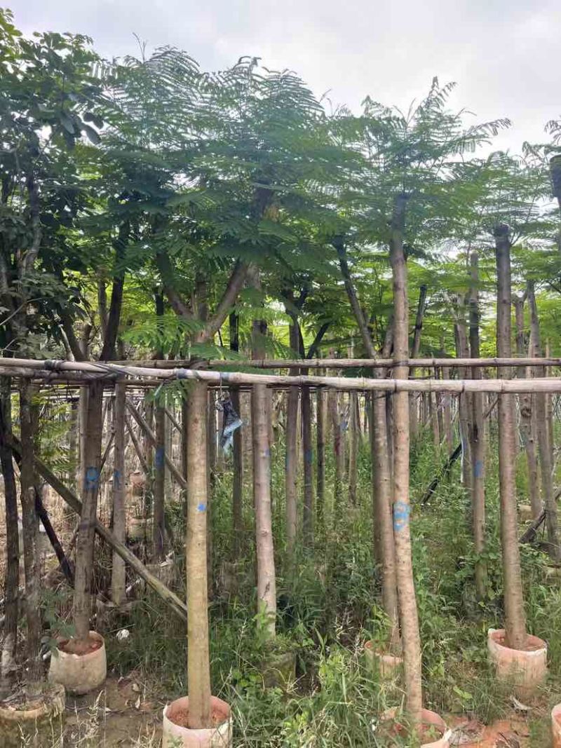 凤凰树8～15公分基地直销大小规格齐全欢迎老板来电咨询