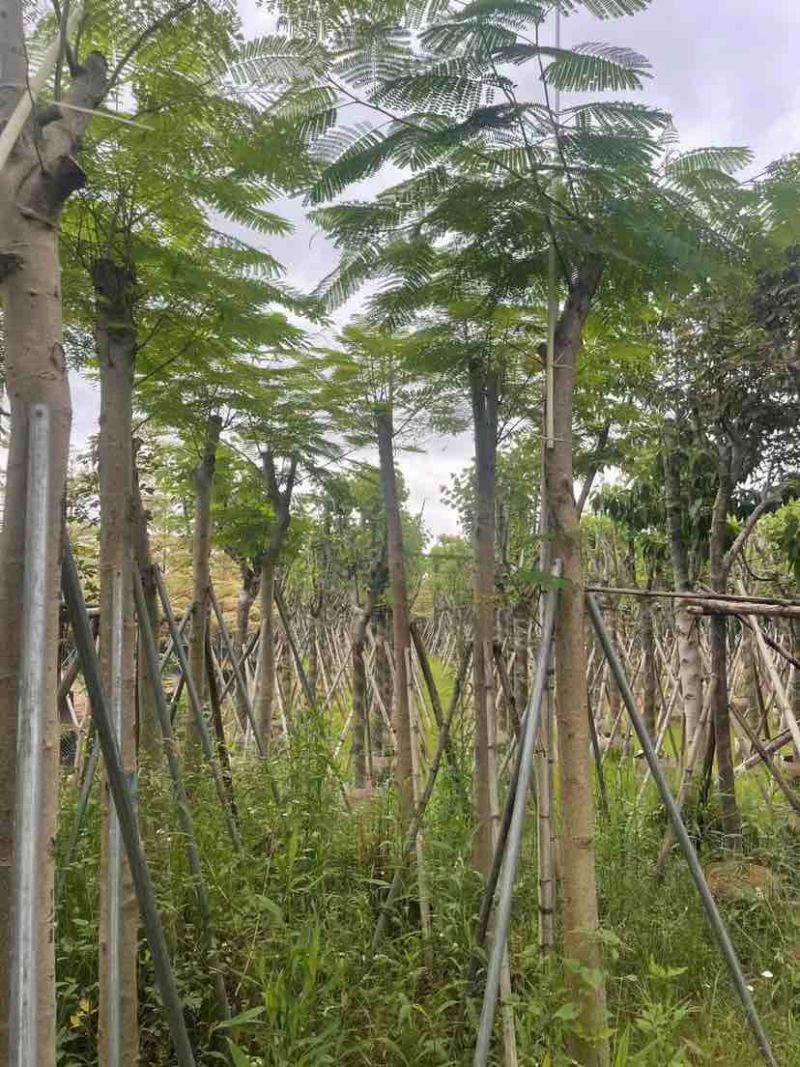 凤凰树8～15公分基地直销大小规格齐全欢迎老板来电咨询