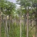 凤凰树8～15公分基地直销大小规格齐全欢迎老板来电咨询