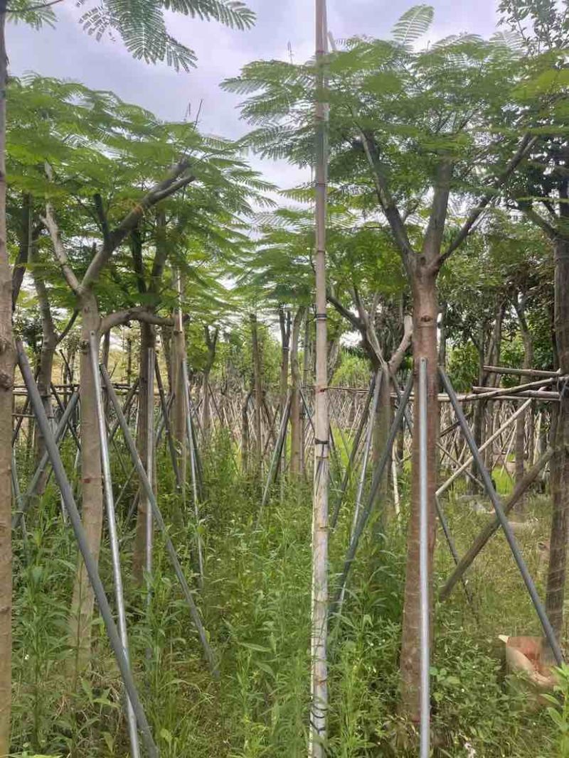 凤凰树8～15公分基地直销大小规格齐全欢迎老板来电咨询