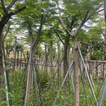 凤凰树8～15公分基地直销大小规格齐全欢迎老板来电咨询