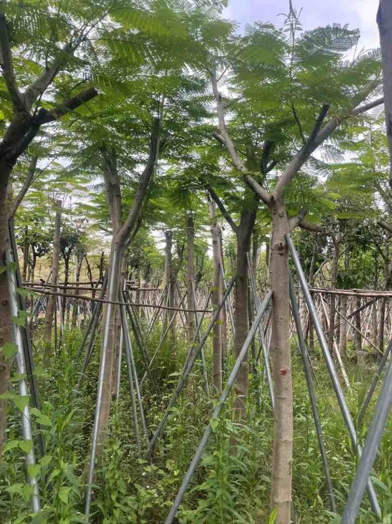 凤凰树8～15公分基地直销大小规格齐全欢迎老板来电咨询