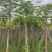 凤凰树8～15公分基地直销大小规格齐全欢迎老板来电咨询