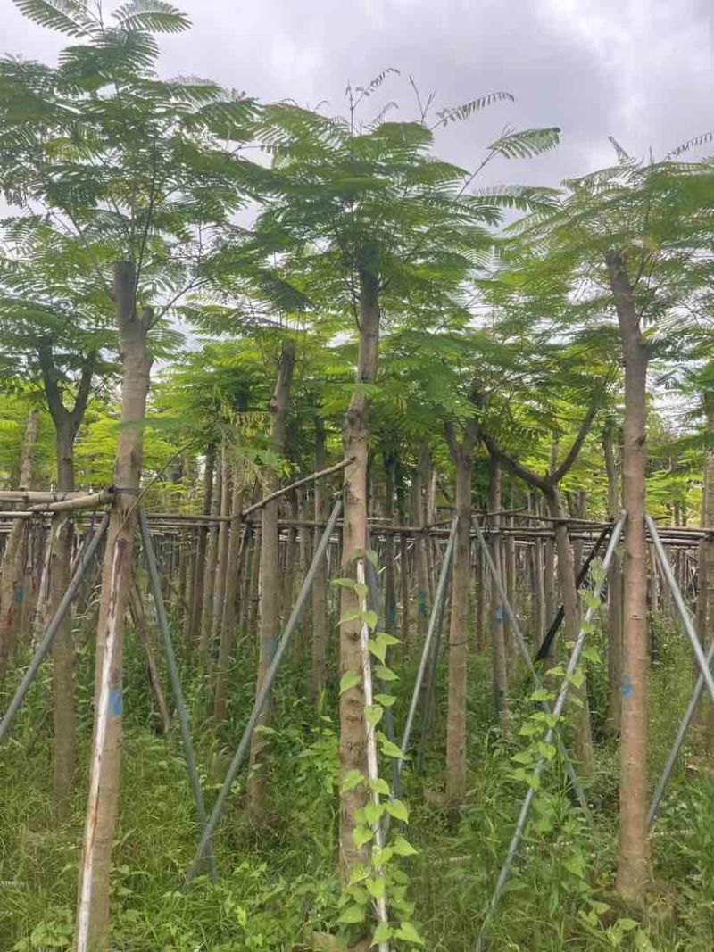 凤凰树8～15公分基地直销大小规格齐全欢迎老板来电咨询