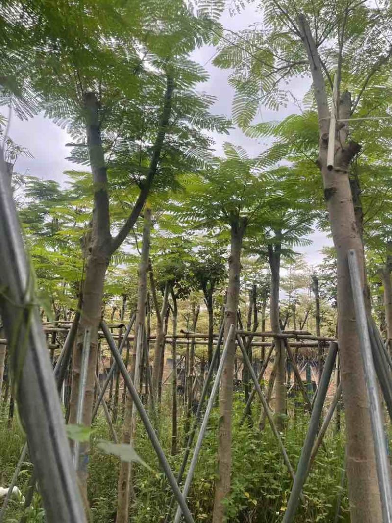 凤凰树8～15公分基地直销大小规格齐全欢迎老板来电咨询