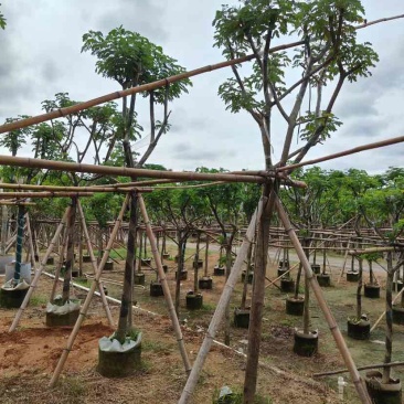 骨架黄槐7～15公分基地直销大小规格齐全欢迎老板来电咨询
