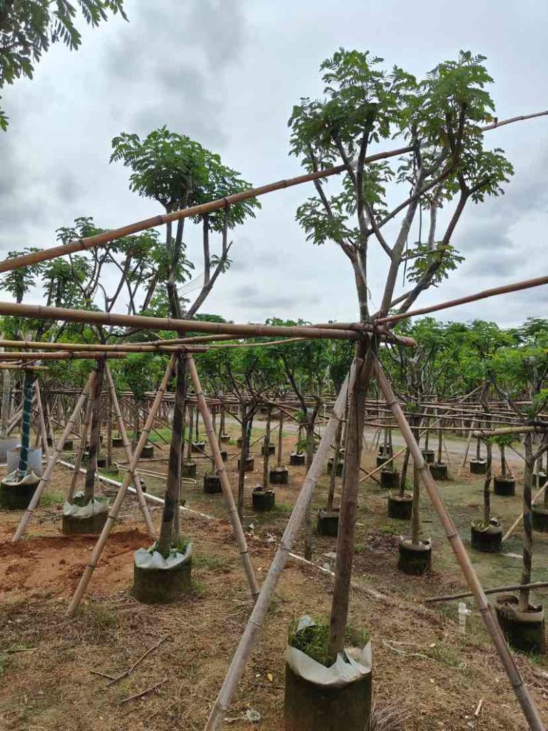 骨架黄槐7～15公分基地直销大小规格齐全欢迎老板来电咨询