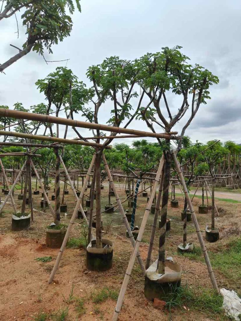 骨架黄槐7～15公分基地直销大小规格齐全欢迎老板来电咨询