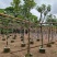 骨架黄槐7～15公分基地直销大小规格齐全欢迎老板来电咨询