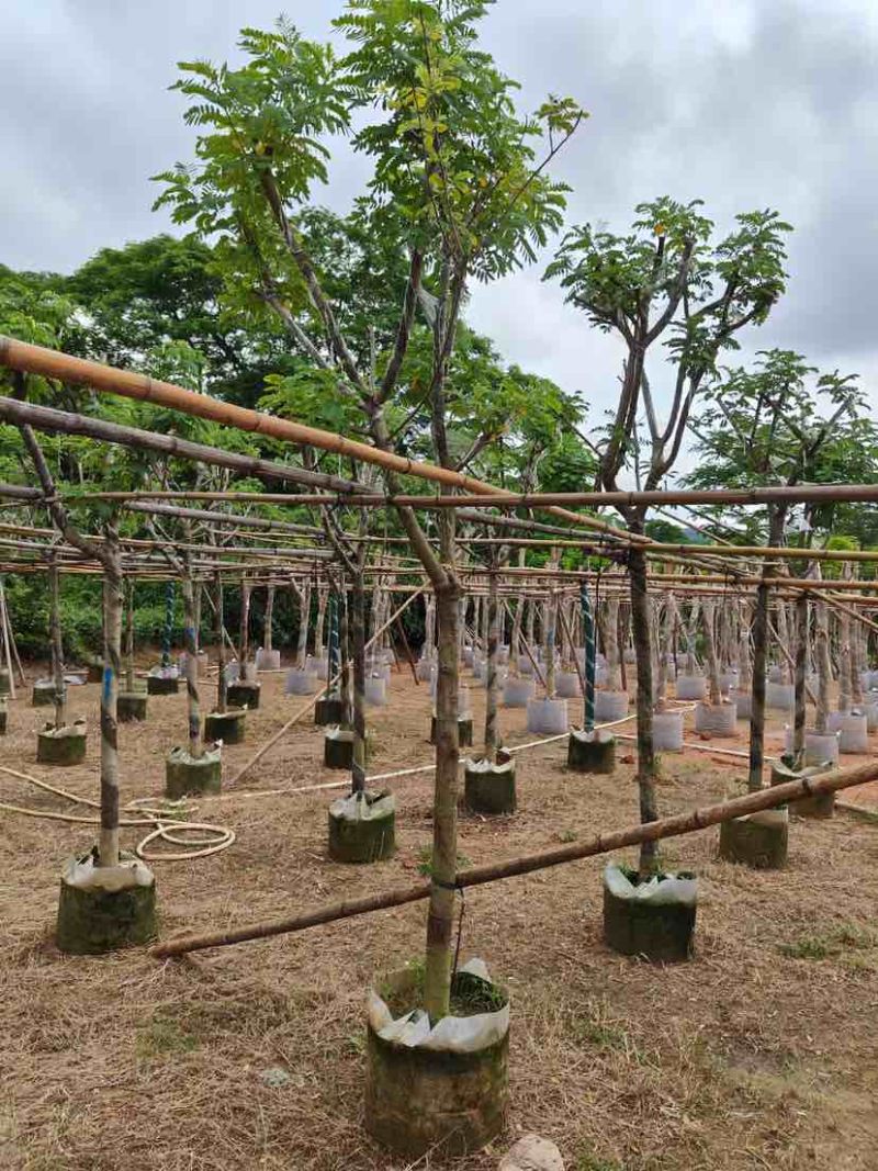 骨架黄槐7～15公分基地直销大小规格齐全欢迎老板来电咨询
