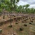 骨架黄槐7～15公分基地直销大小规格齐全欢迎老板来电咨询