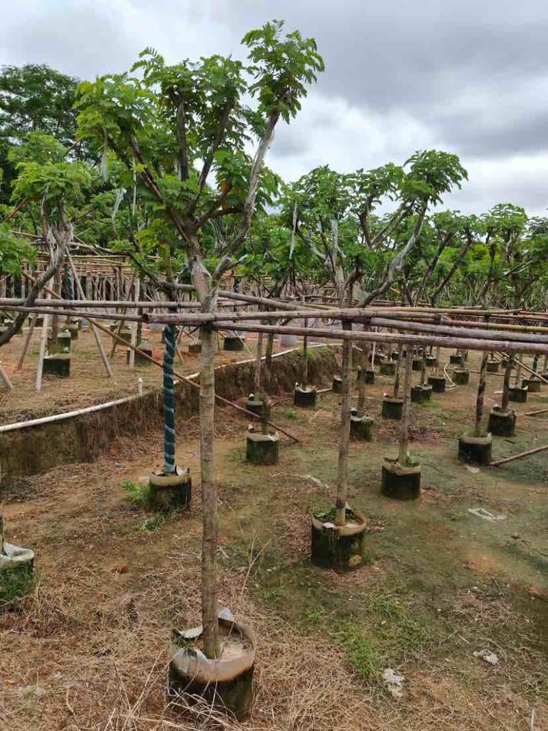 骨架黄槐7～15公分基地直销大小规格齐全欢迎老板来电咨询
