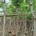 腊肠树3～15公分基地直销大小规格齐全欢迎老板来电咨询