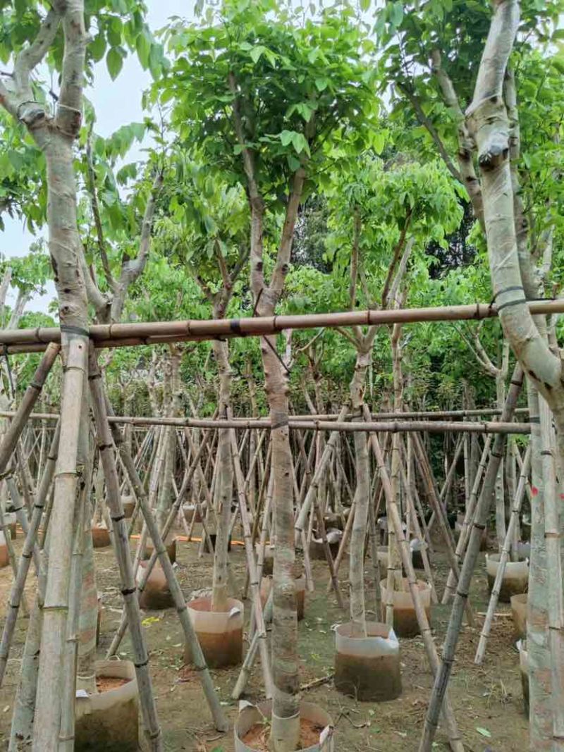 腊肠树3～15公分基地直销大小规格齐全欢迎老板来电咨询