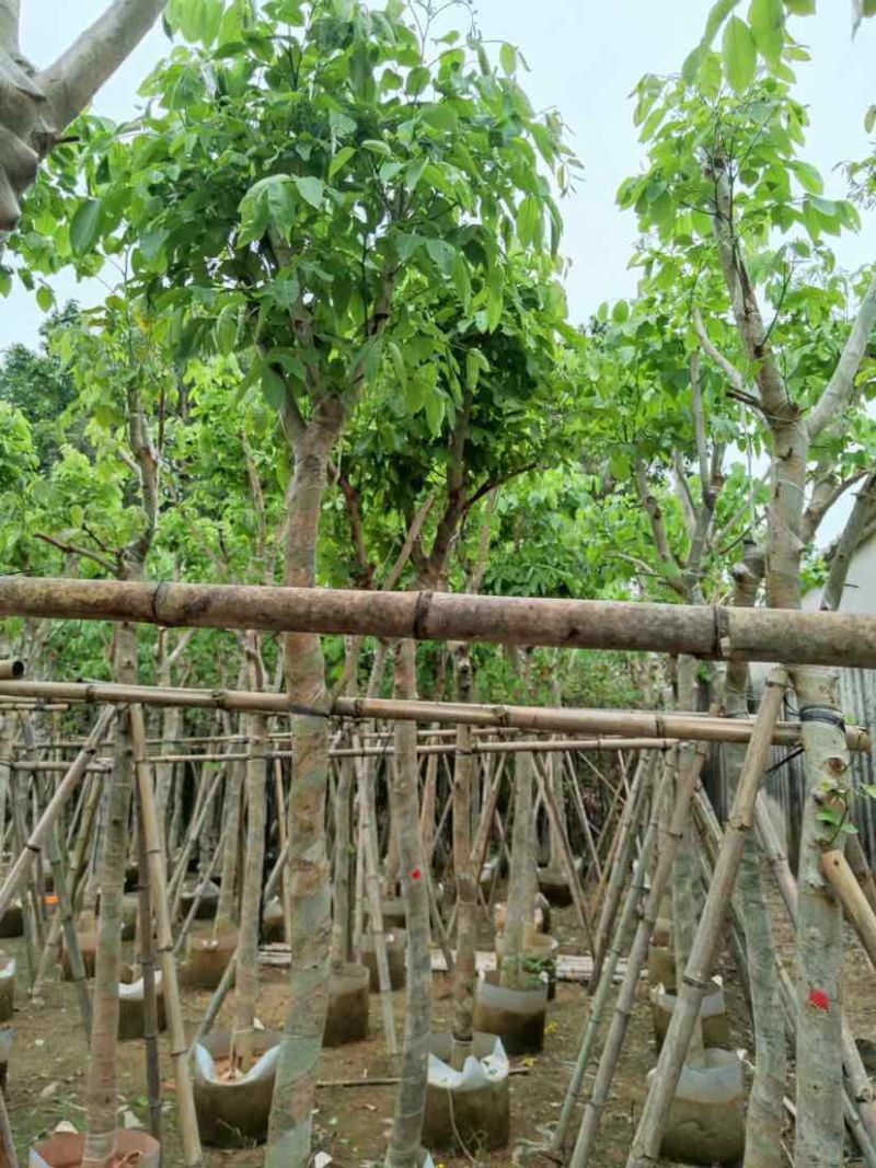 腊肠树3～15公分基地直销大小规格齐全欢迎老板来电咨询