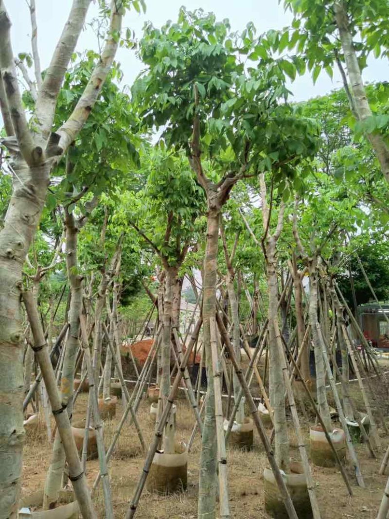 腊肠树3～15公分基地直销大小规格齐全欢迎老板来电咨询