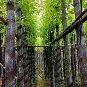 截杆香樟5～10公分基地直销规格齐全欢迎老板来电咨询合作