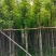 截杆香樟5～10公分基地直销规格齐全欢迎老板来电咨询合作