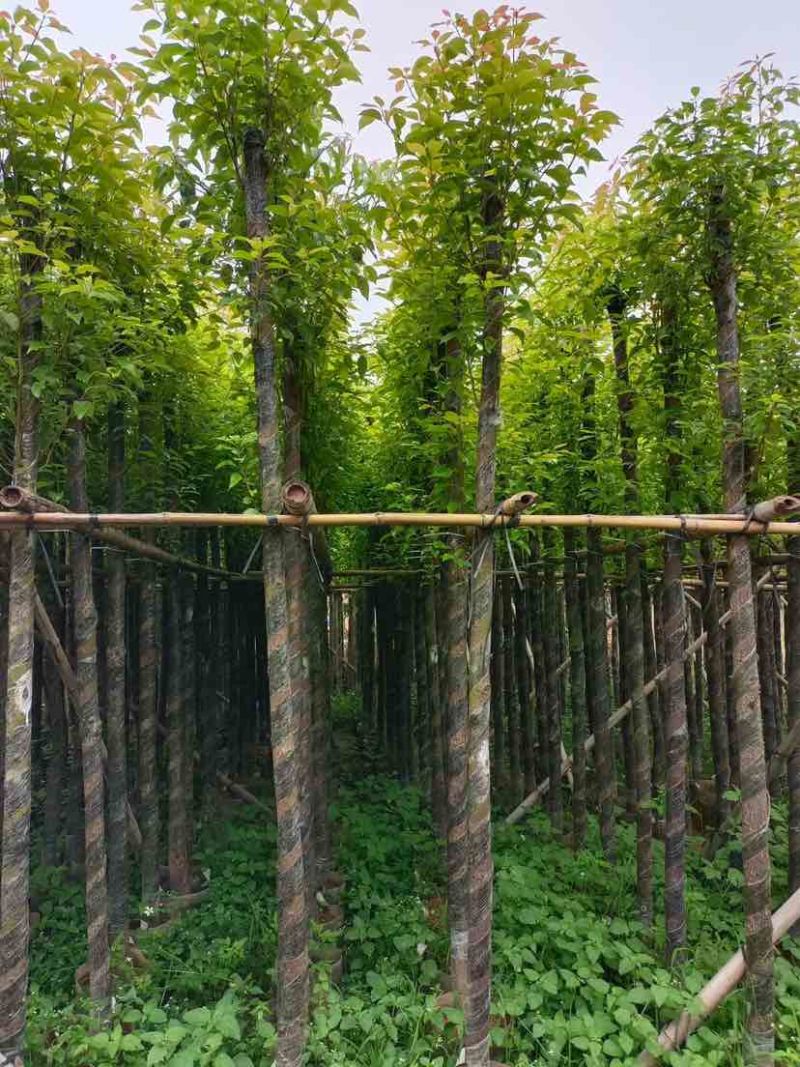 截杆香樟5～10公分基地直销规格齐全欢迎老板来电咨询合作