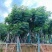 复羽叶栾树/黄山栾树/国庆花12～18公分基地直销规格齐全