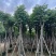 复羽叶栾树/黄山栾树/国庆花12～18公分基地直销规格齐全