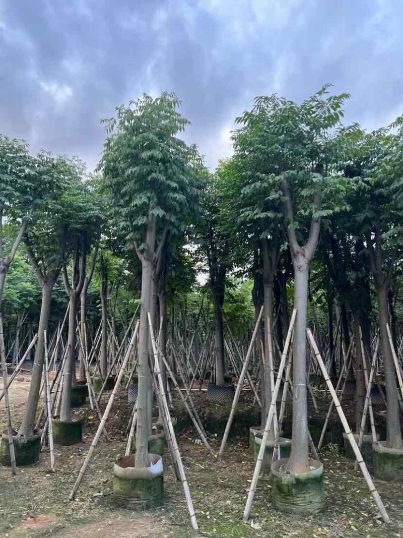复羽叶栾树/黄山栾树/国庆花12～18公分基地直销规格齐全