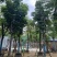 复羽叶栾树/黄山栾树/国庆花12～18公分基地直销规格齐全